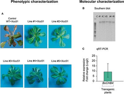 Corrigendum: Proteomic Analysis and Functional Validation of a Brassica oleracea Endochitinase Involved in Resistance to Xanthomonas campestris